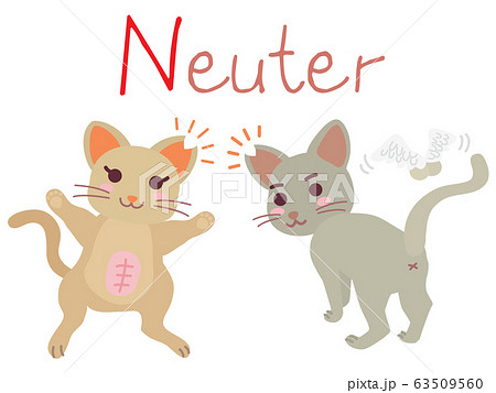 地域猫TNRの説明イラスト　Neuter 63509560