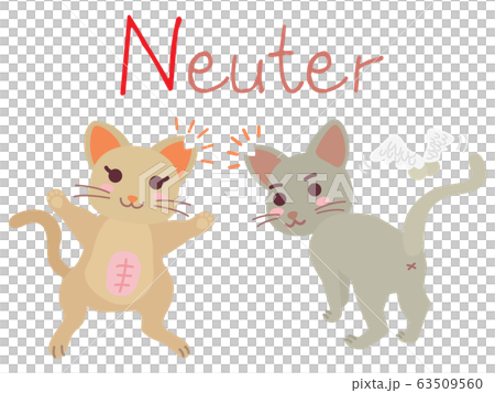 地域猫TNRの説明イラスト　Neuter 63509560