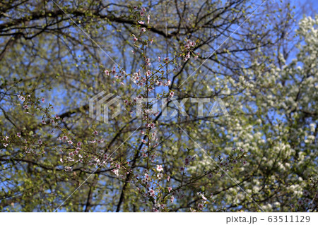 Spring flowering of sakura 63511129