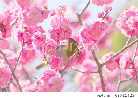 メジロと梅の花 63511425