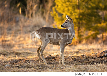Adorable roe deer doe looking behind and standing on meadow in springtime. Adorable roe deer doe looking behind and standing on meadow in springtime. 63511819