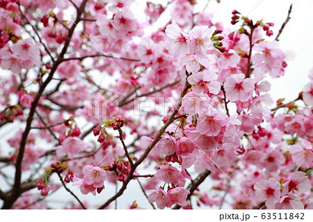 陽光桜 陽光桜 63511842