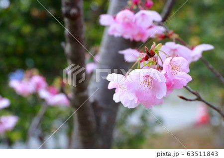陽光桜 陽光桜 63511843