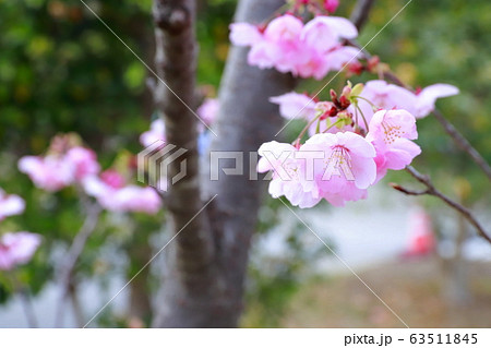 陽光桜 陽光桜 63511845