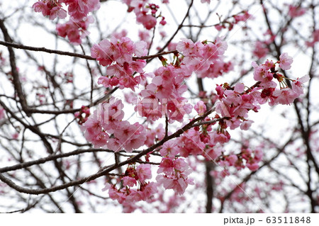 陽光桜 63511848