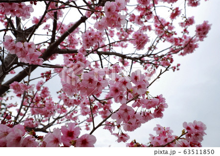 陽光桜 陽光桜 63511850