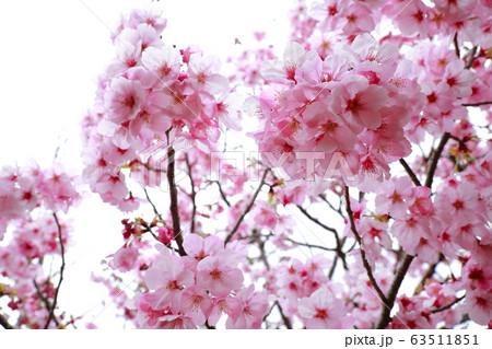 陽光桜 陽光桜 63511851