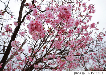陽光桜 陽光桜 63511854