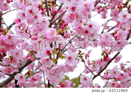 陽光桜 63511860