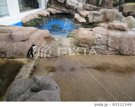 ペンギン 63512344