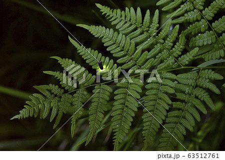 【夏イメージ】ホタルの光 63512761