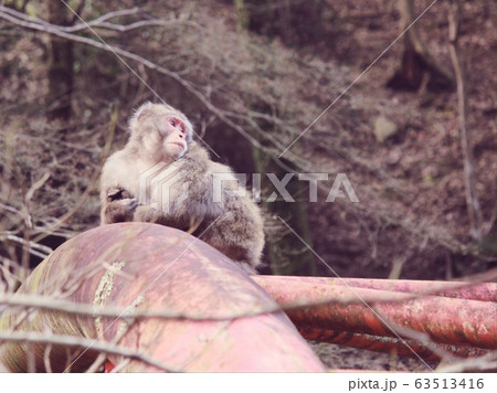 天然記念物 遠くを見つめる野生のニホンザル 箕面山でお花見の写真素材