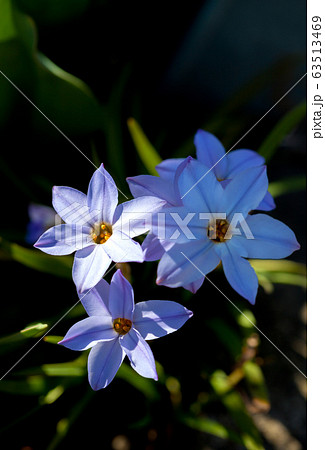 ハナニラ はなにら 花韮 花にら セイヨウアマナの写真素材