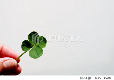 四つ葉のクローバー 指 幸運 癒し 四つ葉のクローバー 指 幸運 癒し 63513580