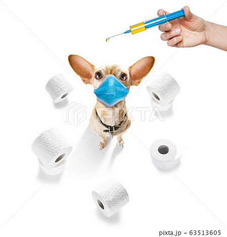 ill sick dog with illness and paper rolls 63513605