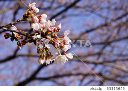 桜 63513696