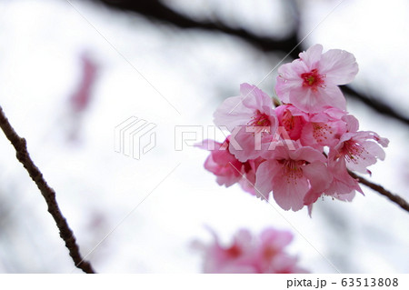 陽光桜 陽光桜 63513808