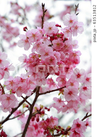 陽光桜 63513812