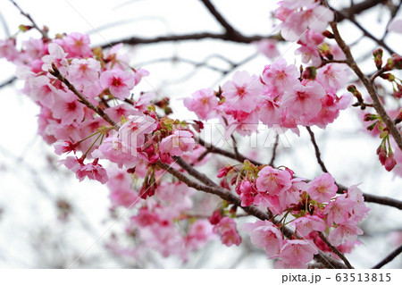 陽光桜 陽光桜 63513815