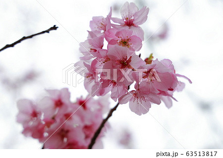 陽光桜 63513817
