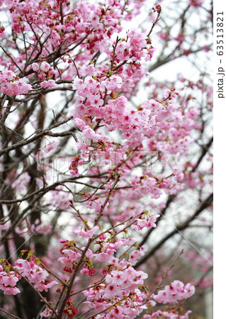 陽光桜 63513821