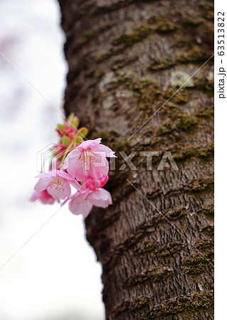 陽光桜 陽光桜 63513822
