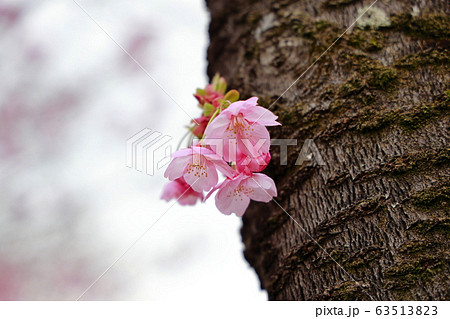 陽光桜 63513823