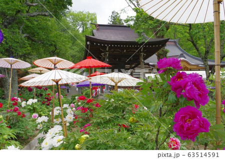 信州 伊那の寺院 牡丹寺として有名な遠照寺(おんしょうじ) の牡丹まつり 5月中旬頃が見ごろ 信州 伊那の寺院 牡丹寺として有名な遠照寺(おんしょうじ) の牡丹まつり 5月中旬頃が見ごろ 63514591