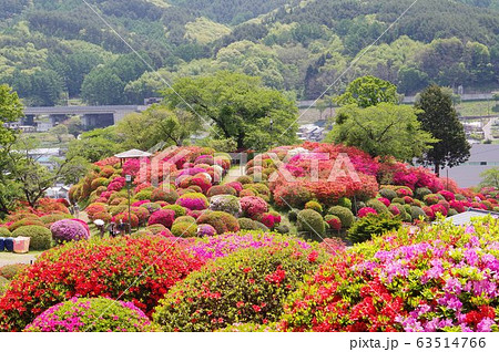 信州　岡谷　鶴峯公園（つるみねこうえん）　３万株が咲きほこるツツジの名所 63514766