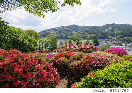 信州　岡谷　鶴峯公園（つるみねこうえん）　３万株が咲きほこるツツジの名所 63514767