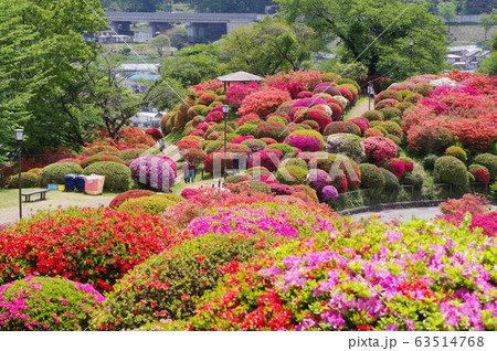 信州 岡谷 鶴峯公園(つるみねこうえん) 3万株が咲きほこるツツジの名所 信州 岡谷 鶴峯公園(つるみねこうえん) 3万株が咲きほこるツツジの名所 63514768
