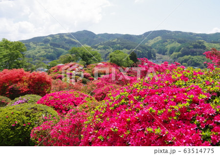 信州 岡谷 鶴峯公園(つるみねこうえん) 3万株が咲きほこるツツジの名所 信州 岡谷 鶴峯公園(つるみねこうえん) 3万株が咲きほこるツツジの名所 63514775