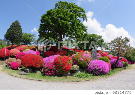 信州　岡谷　鶴峯公園（つるみねこうえん）　３万株が咲きほこるツツジの名所 63514776