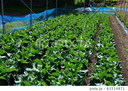 春野菜栽培の家庭菜園 春野菜栽培の家庭菜園 63514871