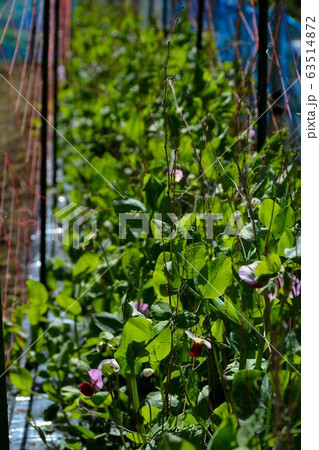 春野菜栽培の家庭菜園 63514872