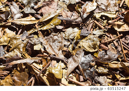 京番茶　番茶　ほうじ番茶 63515247