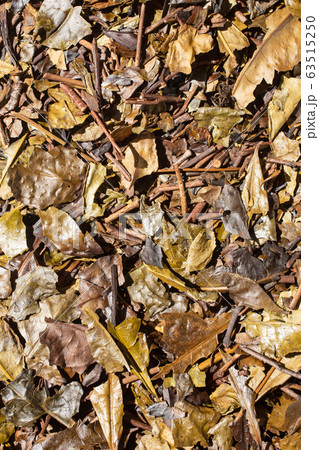 京番茶　番茶　ほうじ番茶　背景 63515250