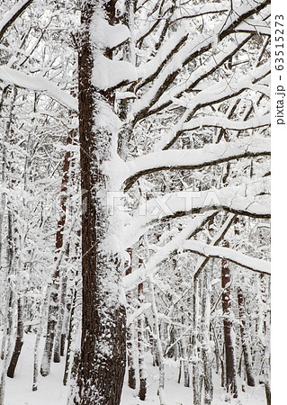 吹雪の翌朝・深山の林間風景・スノーシューを履いて撮影しています 63515273