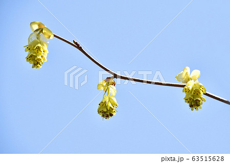 トサミズキ 土佐水木 の写真素材