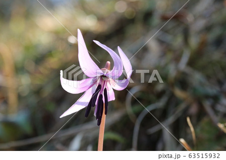カタクリ（片栗） 咲き始め 63515932