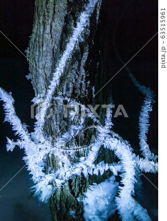 氷点下15度の世界・六方晶がみるみる成長します。積雪2mの湿原の中で撮影しています。広島県 氷点下15度の世界・六方晶がみるみる成長します。積雪2mの湿原の中で撮影しています。広島県 63515961
