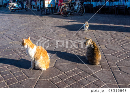 マラケッシュの自由猫 マラケッシュの自由猫 63516643