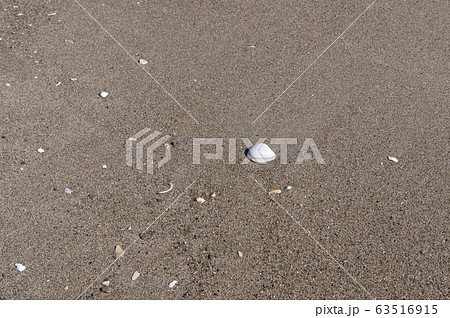 浜辺の貝殻 63516915