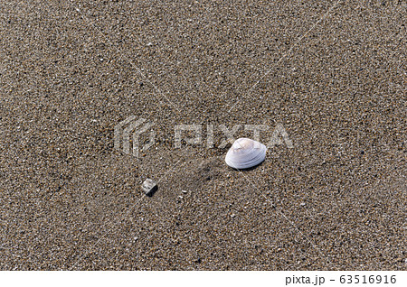 浜辺の貝殻 浜辺の貝殻 63516916