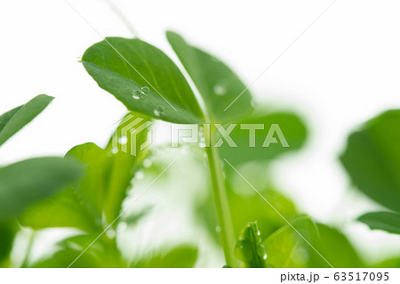 イメージ　緑 63517095