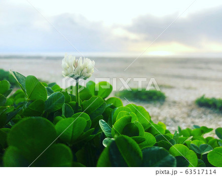 海岸の一輪の白い花 海岸の一輪の白い花 63517114