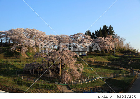 三春滝桜 三春滝桜 63517250