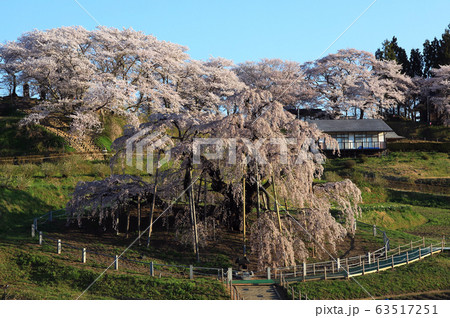 三春滝桜 三春滝桜 63517251