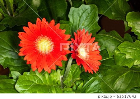 マクロライト撮影・赤いガーベラ二輪です。精密画像 63517642