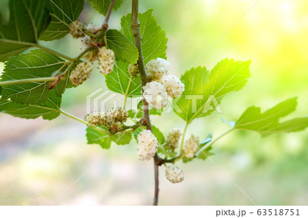 mulberry berries on tree branches. organic fruit 63518751